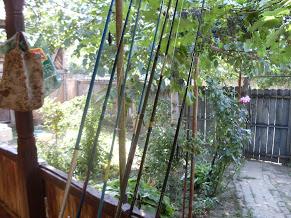 pescuit la dunare - sdc10959.JPG